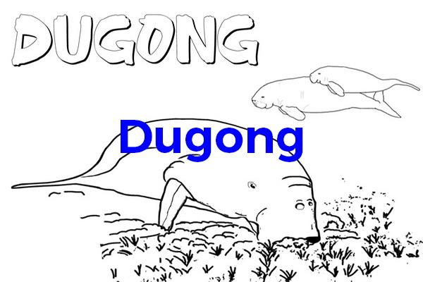 Colouring Dugong
