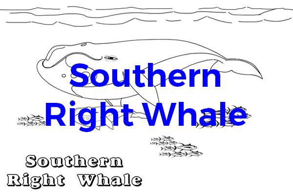 Colouring Right Whale