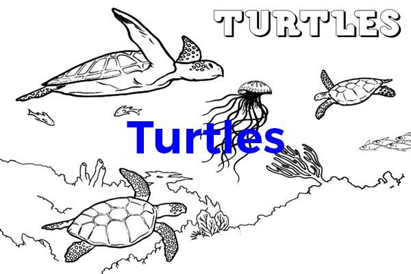 Colouring Turtles