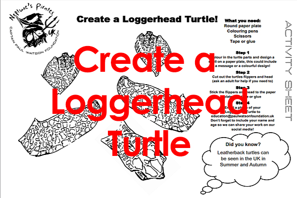 Activity Create Loggerhead Turtle